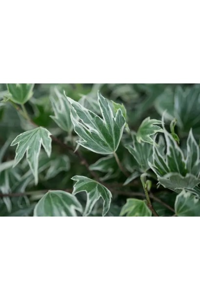 Крупний план строкатого листя плюща White Ripple